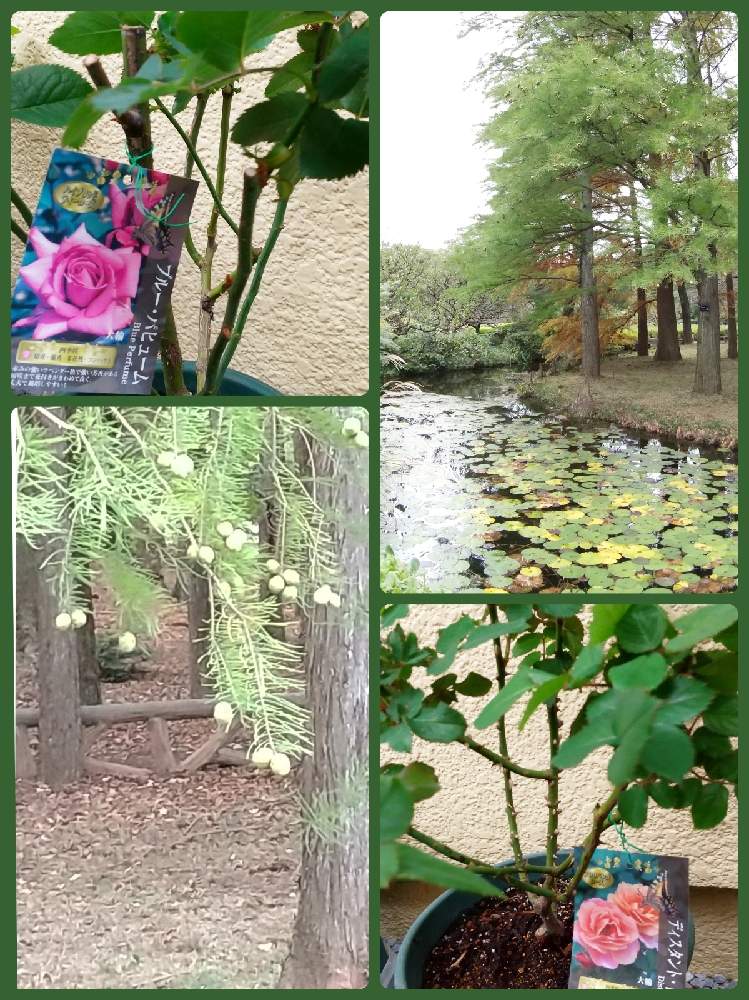 の画像 by ビビ⋅アンさん | 神代植物公園とバラの新苗とディスタント ドラムスとブルーパヒューム バラ