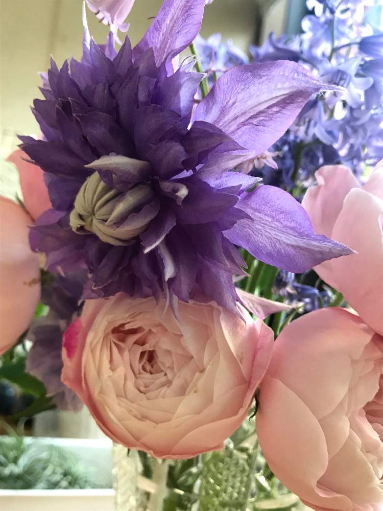 窓辺の画像 by まぁ!さん | 窓辺とクレマチスとバラとブルーベルと薔薇に魅せられてと花のある暮らしと素敵色とおうち園芸となんちゃって生け花・アレンジ