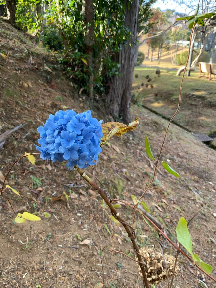 の画像 by ごまぴょんさん | アジサイと散歩道と山野草と野の花とスマホ撮影