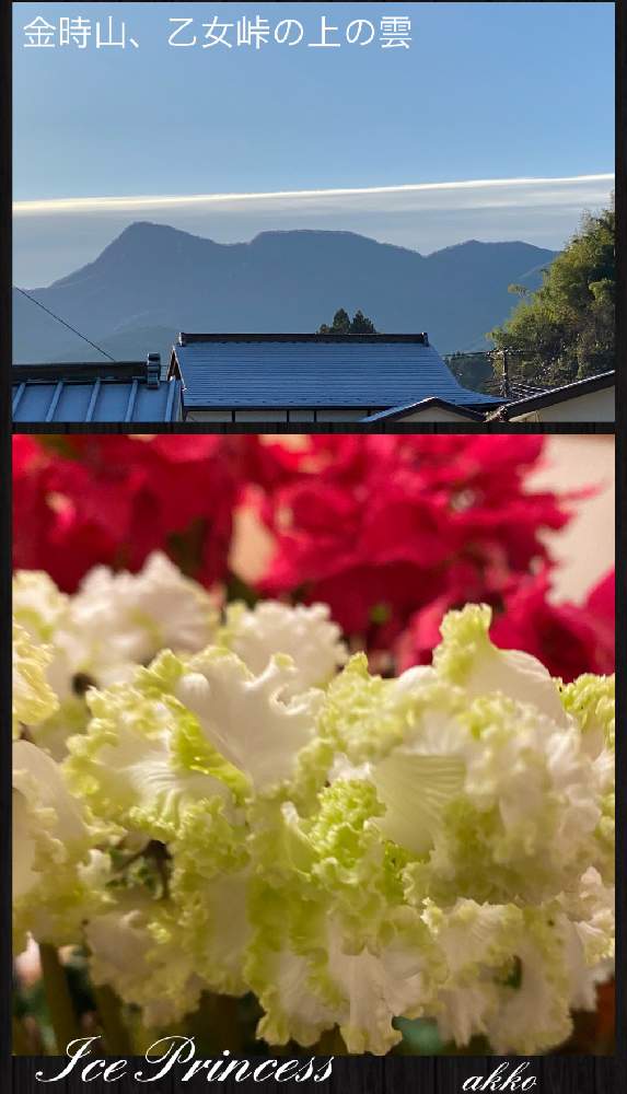 寝室の画像 by ひみつのアッコちゃんさん | 寝室とシクラメン アイスプリンセスと鉢植えの花と可愛い花と美しい花と近くの景色とよく咲く元気な花と大好きな花と鉢植えの楽しみと花のある暮らしと花を見る喜び