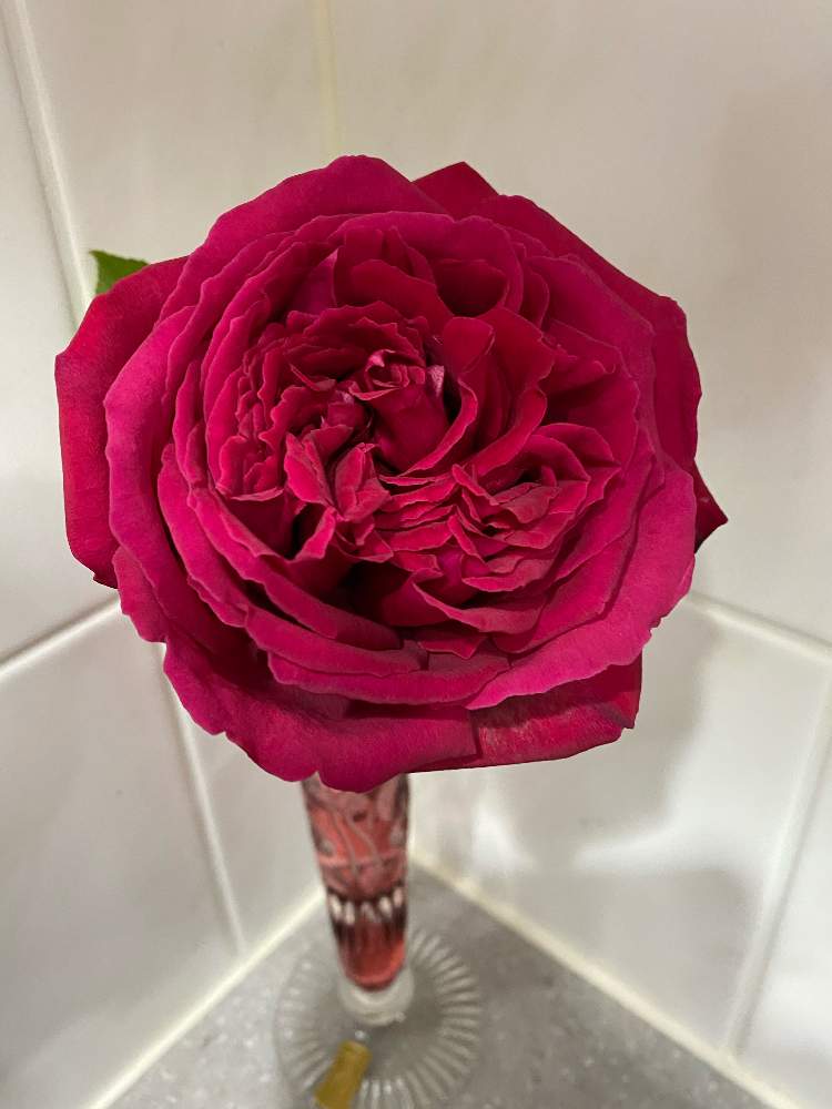 キッチンの画像 by ☆Mayuka☆さん | キッチンとクリスチャンディオールとバラ クリスチャン・ディオールとno rose no lifeとTEAMほほえみとバラ大好きとこんな時こそ花をとGSのみなさんに感謝♡と暖かくしてねと冬眠中とstay safeと感染防止に努めましょう❗️とお花は人を元気にするとGSのみなさんに感謝!と医療現場の人々に感謝とバラが好きとお花で癒されよう❤️と最前線のあなたへ、まけないで!と『ひとりじゃない、繋がろう』とバラを楽しむと繋がりに感謝✨とコロナ最前線の皆さまに感謝とバラの香りに癒される