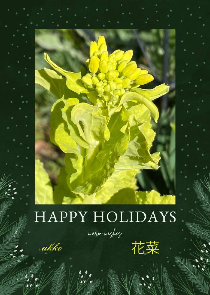 の画像 by ひみつのアッコちゃんさん | 食べごろの花菜と可愛い花と美味しい野菜と美しい花と美味しい蕾と加工アプリ使用とよく咲く元気な花と大好きな花と鉢植えの楽しみと花のある暮らしと花を見る喜び