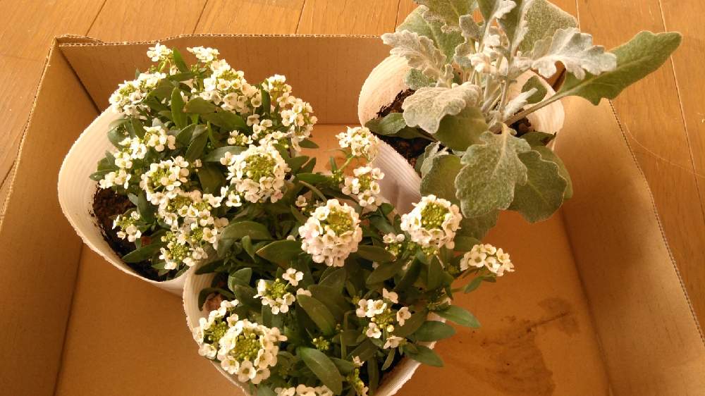の画像 by こじるんさん | アリッサムと白妙菊(しろたえぎく)と寄植えと花のある暮らし