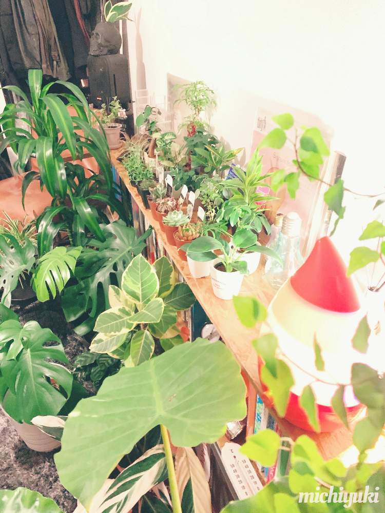 部屋の画像 by ✤ michiyuki ✤さん | 部屋と数ヶ月前まで想像もしていなかった光景と多肉植物とみどりのある暮らしとカラーリーフと観葉植物とお部屋と観葉植物-2020とgs初心者と観葉植物初心者と植欲旺盛と加湿器投入と植中毒と草植系といろいろな葉っぱと緑と暮らす