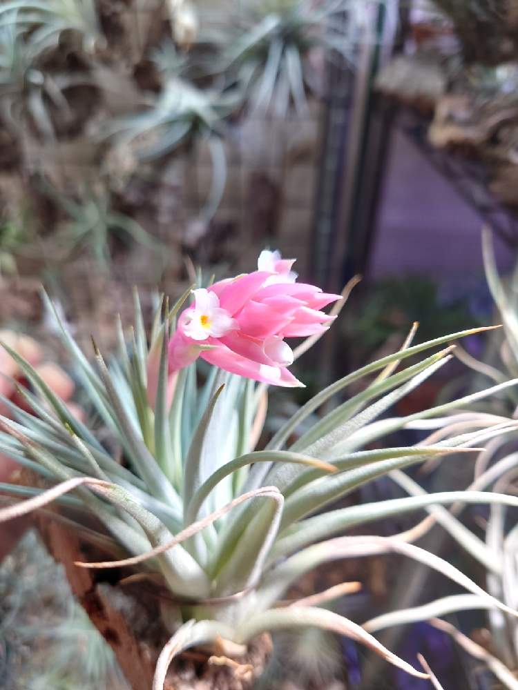 部屋の画像 by モッティさん | 部屋とチランジアとチランジア レクルビフォリアと開花と植物のある暮らしとおうち園芸と植中毒と珍奇植物と温室暮らしとエアプランツとエアープランツ/チランジア