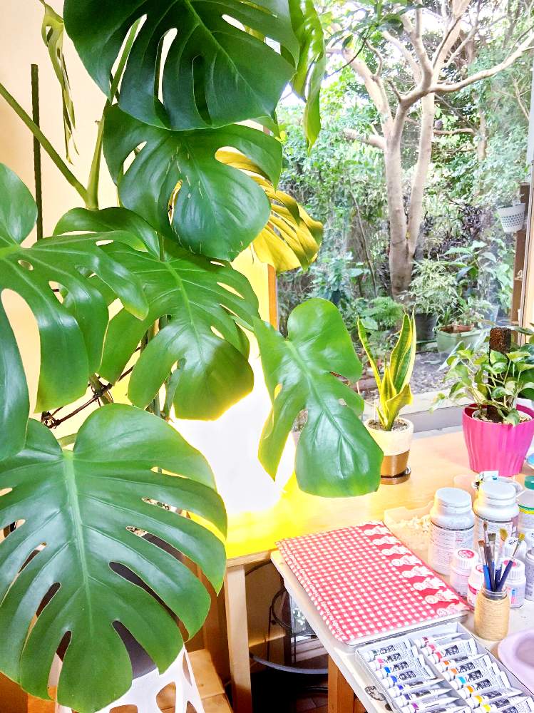 の画像 by sena78さん | モンステラ属とお部屋と観葉植物-2020とsenaのアトリエとサンセベリア属と沖縄とポトス♪とGSミニモニ。と沖縄タニラーと沖縄北部と観葉植物のある暮らしとGS植物うちなーぐち会