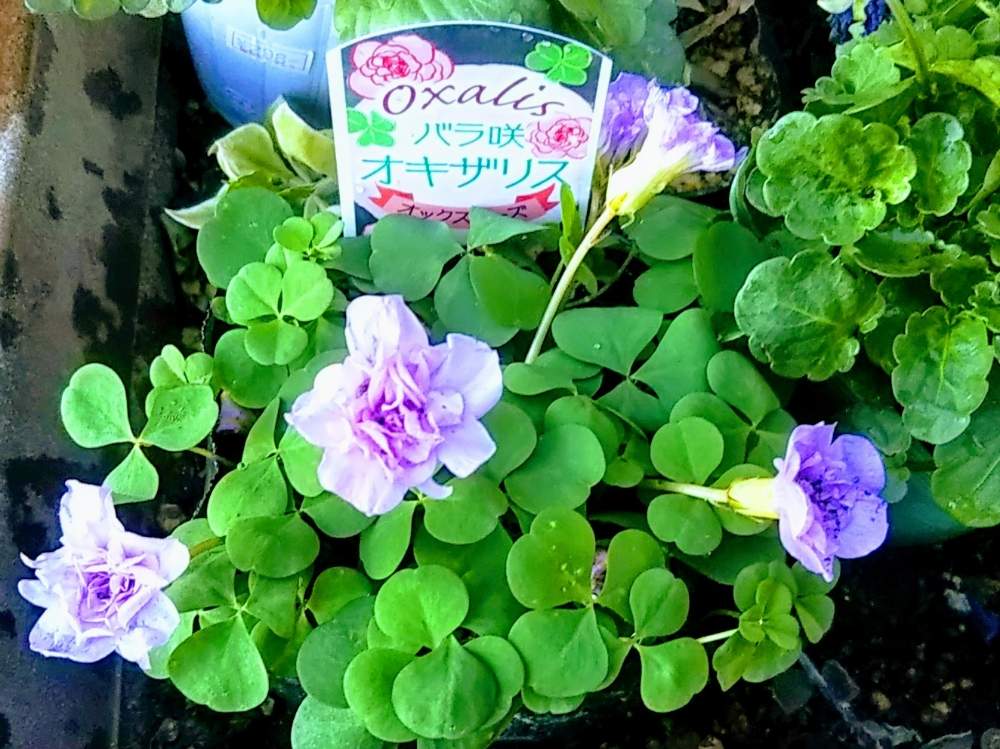 エントランスの画像 by 南の風さん | エントランスとバラ咲きオキザリス オックスローズとピンクの花と寒さに強いとシマムラ園芸と八重咲きとクローバー☆とバラ咲きと オキザリスとカタバミの花