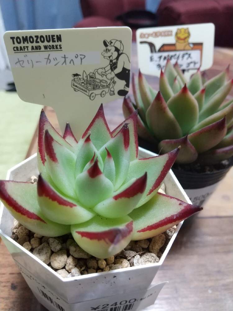 の画像 by えいきち×GARDENさん | ゼリーカシオペアとアガボイデスラバージンゴトと多肉植物とトゲトゲとutmeと多肉大好きとGS永ちゃん部とユニクロutme