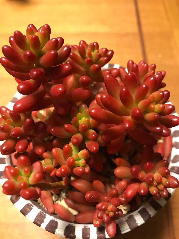バルコニー/ベランダの画像 by ミッチーさん | バルコニー/ベランダと虹の玉と多肉植物とワンコと暮らすとミッチの会とニャンコと暮らすと感謝を込めてと花のある暮らし