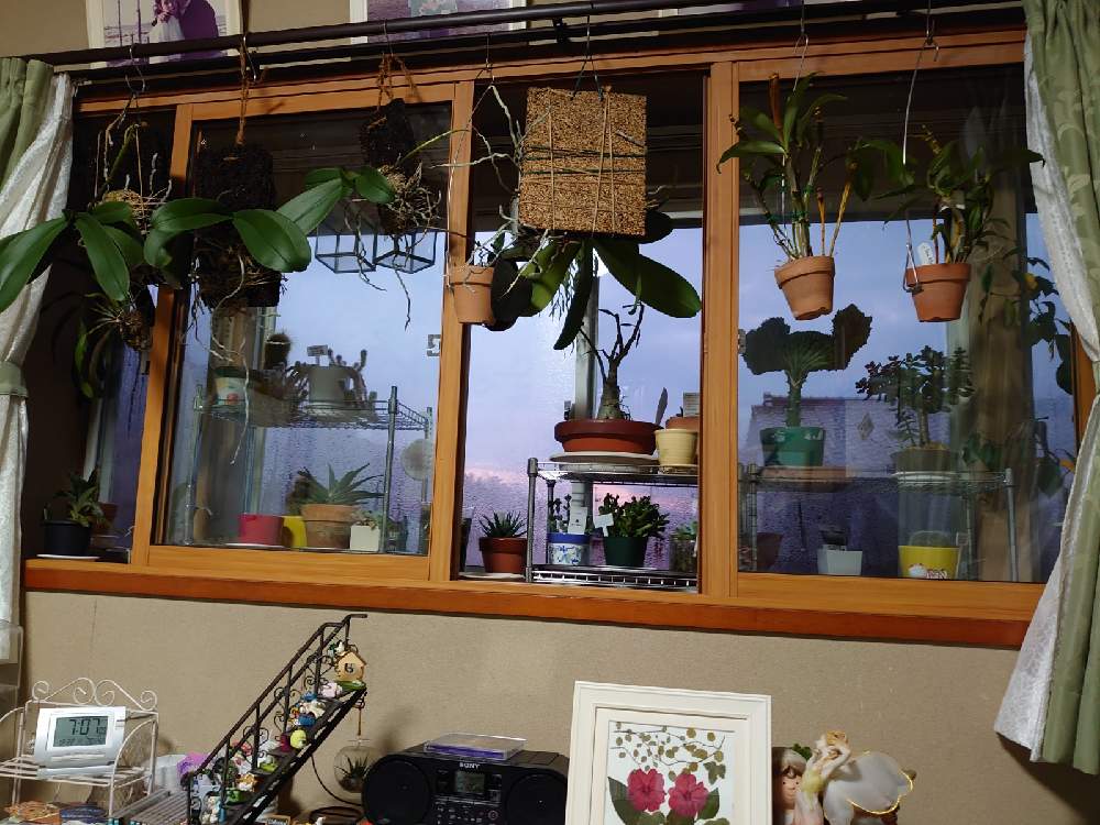 部屋の画像 by 天空のバラの五線譜さん | 部屋と観葉植物と幸せな日と立体的な庭造りとフェゴボードとコチョウラン。と書斎と花のある暮らしとバラ・ミニバラ