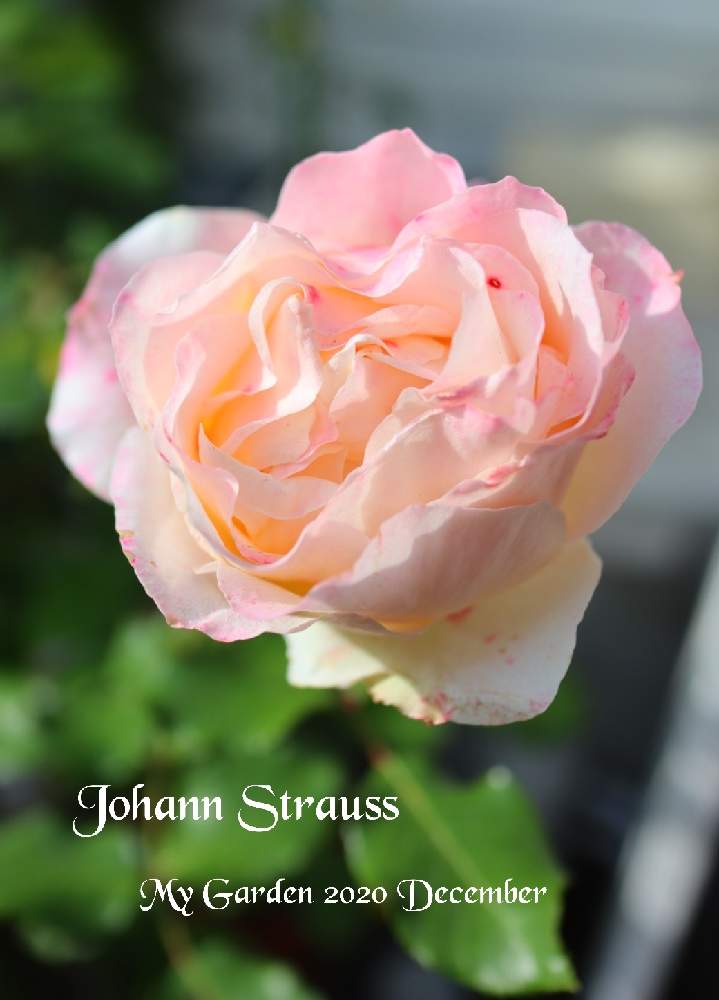 の画像 by モコママさん | 薔薇♪とバラを楽しむとばら バラ 薔薇