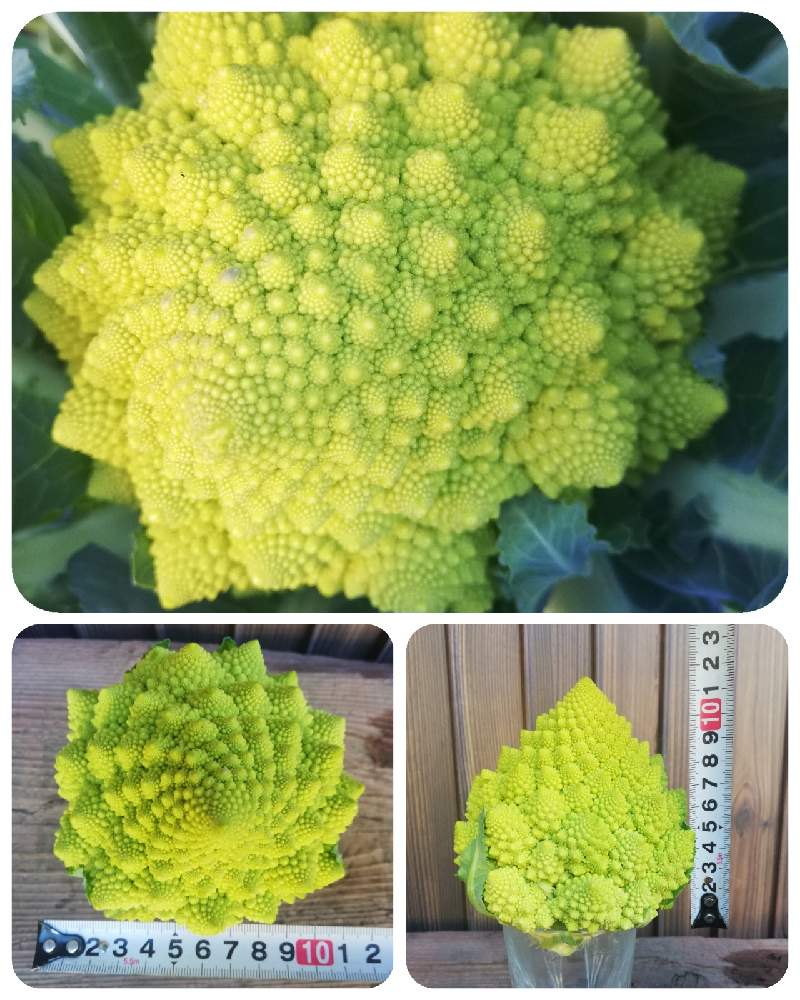 畑の画像 by ワイルドガーデンさん | 畑とロマネスコと秋冬野菜と家庭菜園奮闘日記とおうちde菜園とあつまれ野菜の森