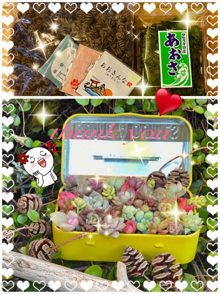 の画像 by ココアさん | 多肉植物とありがとう♡と楽しみ♡と雑貨好き♡とナチュラルスタイルと花のある暮らしとメタセコイヤの木の実と繋がりに感謝✨