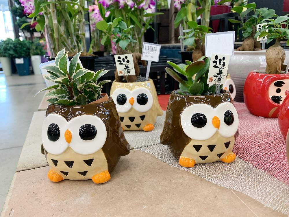 お出かけ先の画像 by 西やんさん | お出かけ先と観葉植物と買い物先とお洒落な入れ物とコメリと可愛い