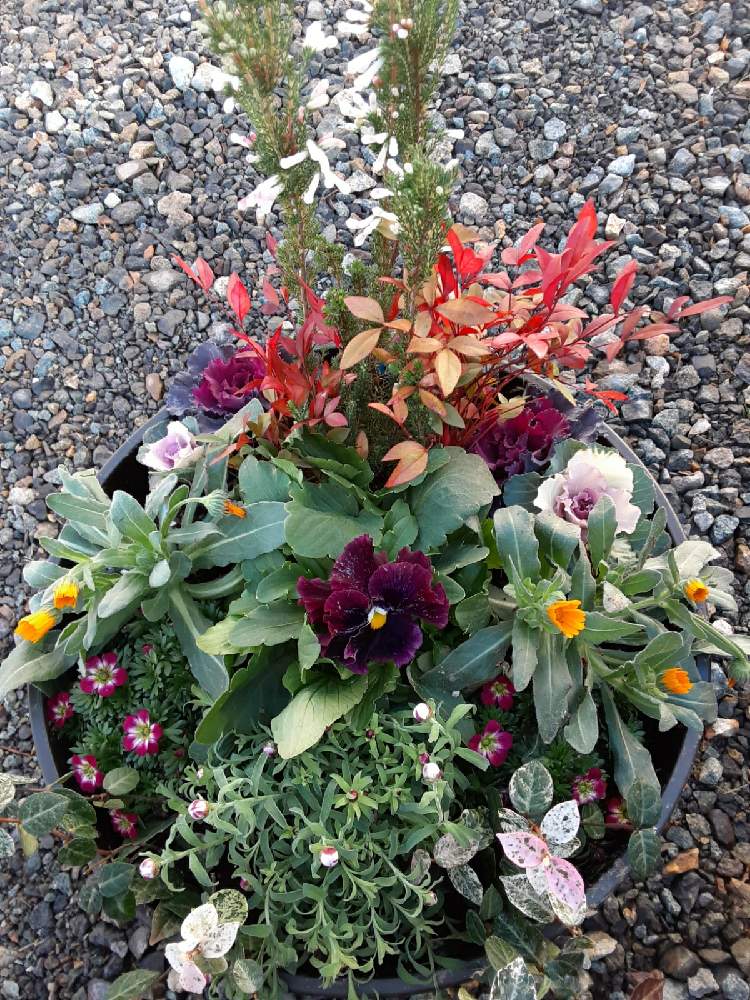 小さな庭の画像 by ケントさん | 小さな庭と寄せ植えとおうち園芸とつながりに感謝☆