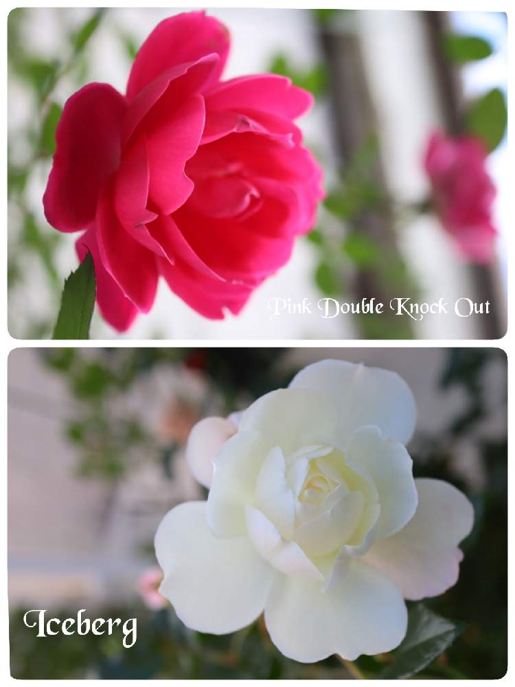 の画像 by モコママさん | 薔薇♪とバラを楽しむとばら バラ 薔薇