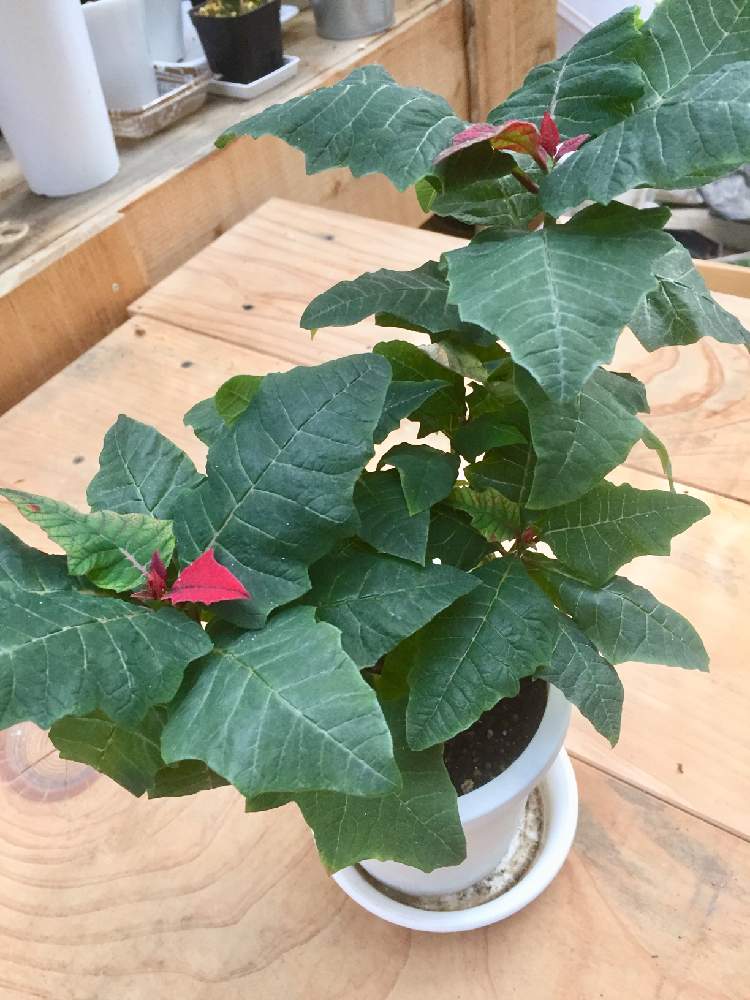 テラスの画像 by ミッチさん | テラスとポインセチアと植物のある暮らしと失敗とお気に入り♡とおうち園芸と緑のある暮らしと大きくな〜れ!と自然とのふれあいとミッチの会と元気に育て!と楽しみ〜とGREEN UP!とすくすく育ってね♡と植物に癒されて