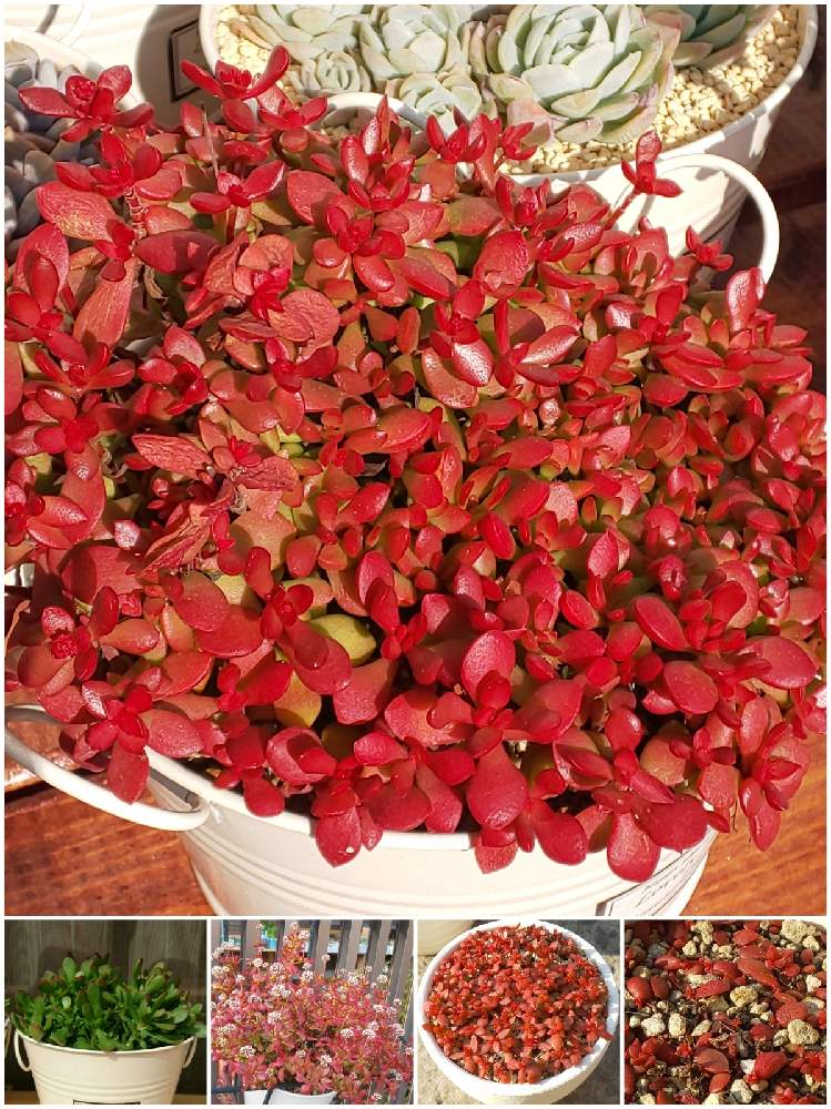 棚の画像 by たっちんさん | 棚と紅稚児と多肉植物とチーム2017とクラッスラ属と多肉のある暮らしとたっちんの紅稚児と多肉ラボ©と花のある暮らし
