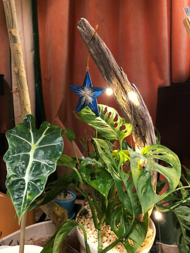 部屋の画像 by キミドリ本舗さん | 部屋とアロカシア・アマゾニカとマドカズラとクリスマスディスプレイと調子良さげ♡