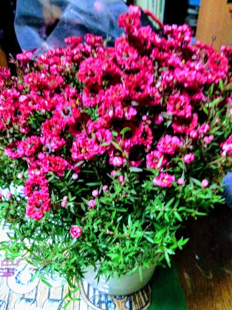 部屋の画像 by 南の風さん | 部屋とギョリュウバイとシマムラ園芸と今日のお花とおうち園芸と寒さに強いとプレゼントとプレゼント用とギョリュウバイ 赤とかわいい色とバラ咲きとクリスマスカラーとオーストラリア原産とフトモモ科