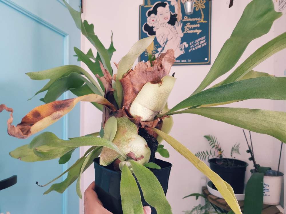 階段/廊下の画像 by ひろさん | 階段/廊下とビカクシダとGSでお買い物と観葉植物と植物のある暮らしとお部屋と観葉植物-2020とよろしくお願いしますと ビカクシダとGS映えとGS日和とおうち園芸とGSミニモニ。とコロナおしりペンペン( ・᷄ὢ・᷅ )と熱帯植物と多肉鉢植え苗ケース希望