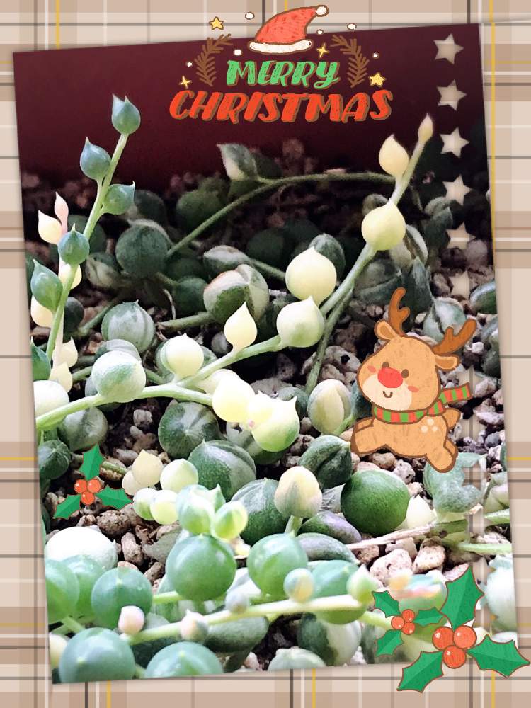 バルコニー/ベランダの画像 by 葉っぱっぱさん | バルコニー/ベランダと斑入りグリーンネックレスとクリスマス月間とベランダガーデンとたにおたくらぶとタニク初心者と錦の日