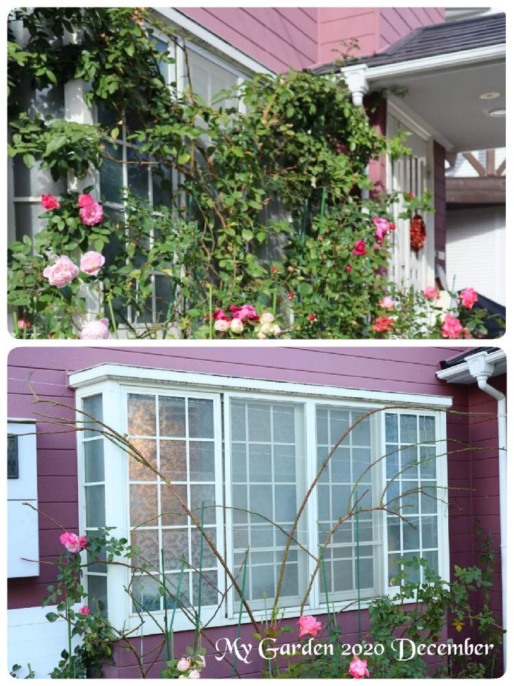 の画像 by モコママさん | 薔薇♪とバラを楽しむとばら バラ 薔薇