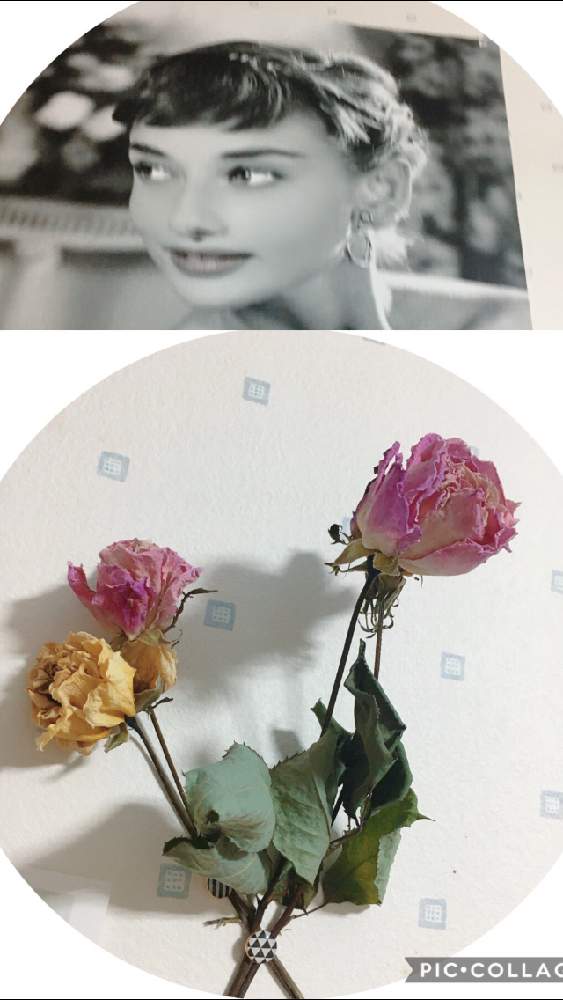 部屋の画像 by 花が好きさん | 部屋とオードリーヘップバーンと薔薇のドライフラワー♡といつも笑顔で〜〜♡とキュンキュン乙女倶楽部とみんなが幸せに〜〜♡と薔薇愛同盟とありがとう♡とGSミニモニと花のある世界♡といい感じ♪♪と優しい色合い♡とバラと夢CLUBと小さな庭♡ととても癒される♡とガーデニングと薔薇が好きです♡と花のある暮らしと花が好きです♡♡♡と花の16年組♡とみんなが健康に〜〜♡と癒しの時間♡と可愛らしい♡