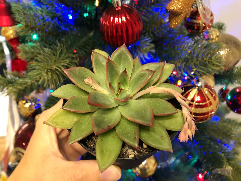 部屋の画像 by Eucalyptusさん | 部屋とクリスマスイブと多肉植物とクリスマスツリーと赤くなったよと多肉のある暮らしと多肉植物のある暮らしとクリスマスディスプレイとクリスマスイブ☆とエケベリア女子とエケベリア属