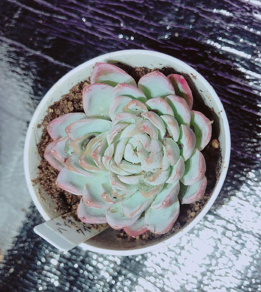 の画像 by ぬーさん | 多肉植物と#自己満日記と多肉小屋と自然にお任せと大いに自己満とおうち園芸と初心者日記とタニ友募集と多肉友達募集中と多肉生活と大いに自己満と記録用