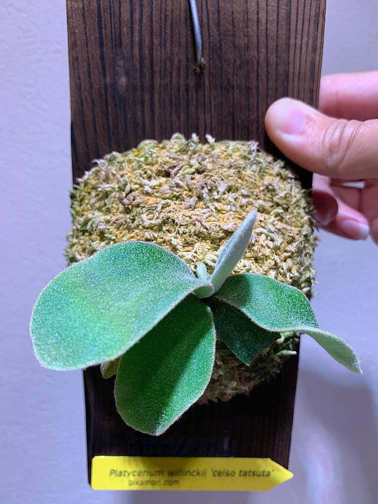 部屋の画像 by 南波先生さん | 部屋とビカクシダ ウィリンキーと着生植物と観葉植物と ビカクシダとno green no lifeとbotanical lifeと成長記録と珍奇植物とシダ愛好会とGS沖縄支部と生きろ、そなたは美しい
