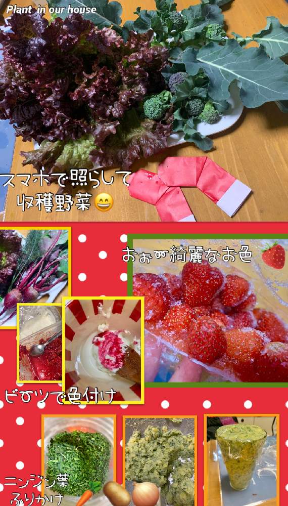 の画像 by kane flowerさん | ブロッコリーとサニーレタスとビーツと自家野菜でポテトサラダと自家苺と借畑と固定種と家庭菜園とおうちde菜園と種からと種MakiとK.F cookingと2020 K.F家庭菜園と私畑と中ぐらいの庭と埼玉県と自家製野菜と無農薬有機栽培と無農薬 無化学肥料栽培とK.F家庭菜園とクリスマス