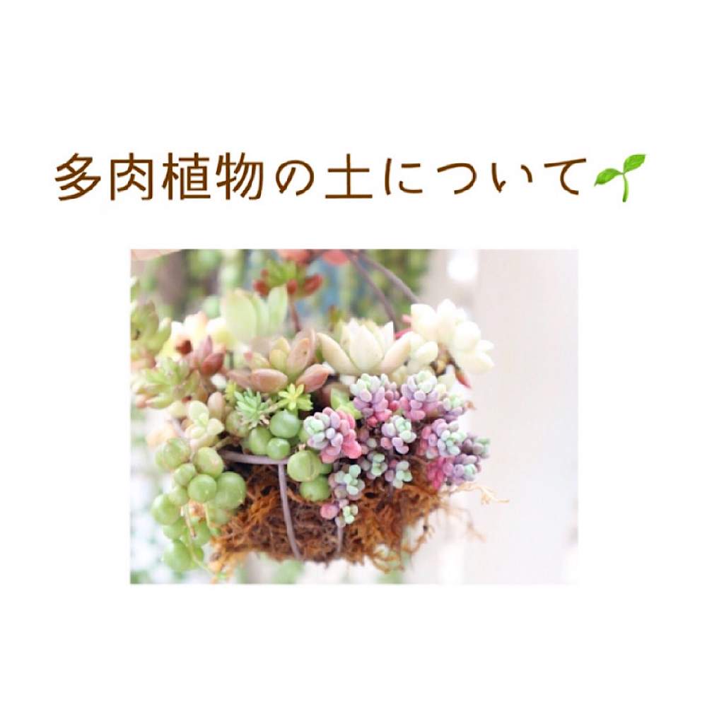 小さな庭の画像 by 多肉堂ホリユミさん | 小さな庭とセダム属と多肉植物と多肉植物の土とタニパトと多肉大好きと多肉植物寄せ植えと多肉のある暮らしとおうち園芸とエケベリア属と多肉女子とタニラーと韓国苗と多肉棚と多肉寄せ植えと多肉狩りとクリスマスとちまちま寄せ