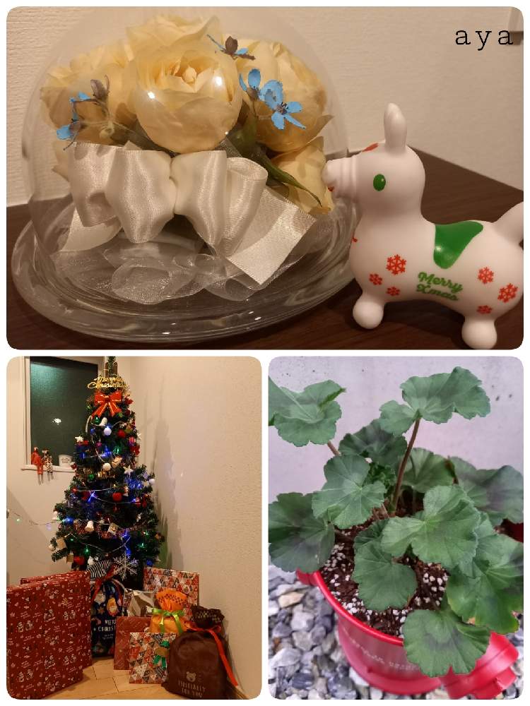 玄関の画像 by aya.さん | 玄関とゼラニュームとクリスマスツリーとメリークリスマス ☆とロディとおうち園芸