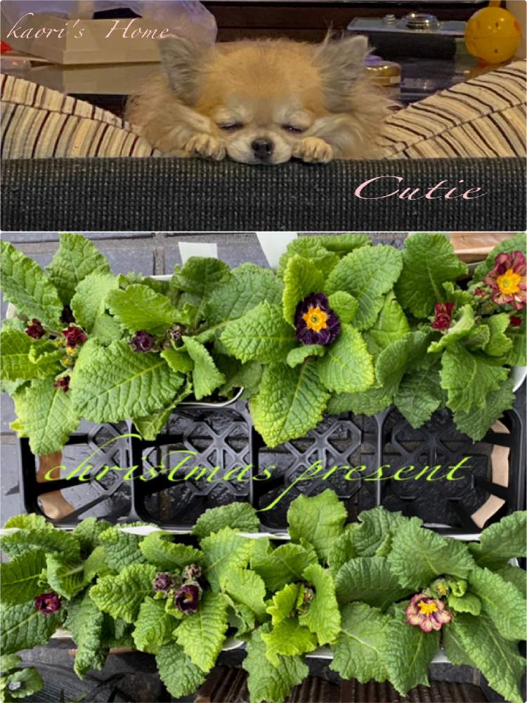 部屋の画像 by 薔薇ちゃんさん | 部屋とプリムラ ポリアンサ・ディスカバリングストライプとチワワとおうち園芸と冬支度とクリスマスプレゼントと待ち遠しいとお買い上げと花のある暮らしと楽しみな冬とクリスマス