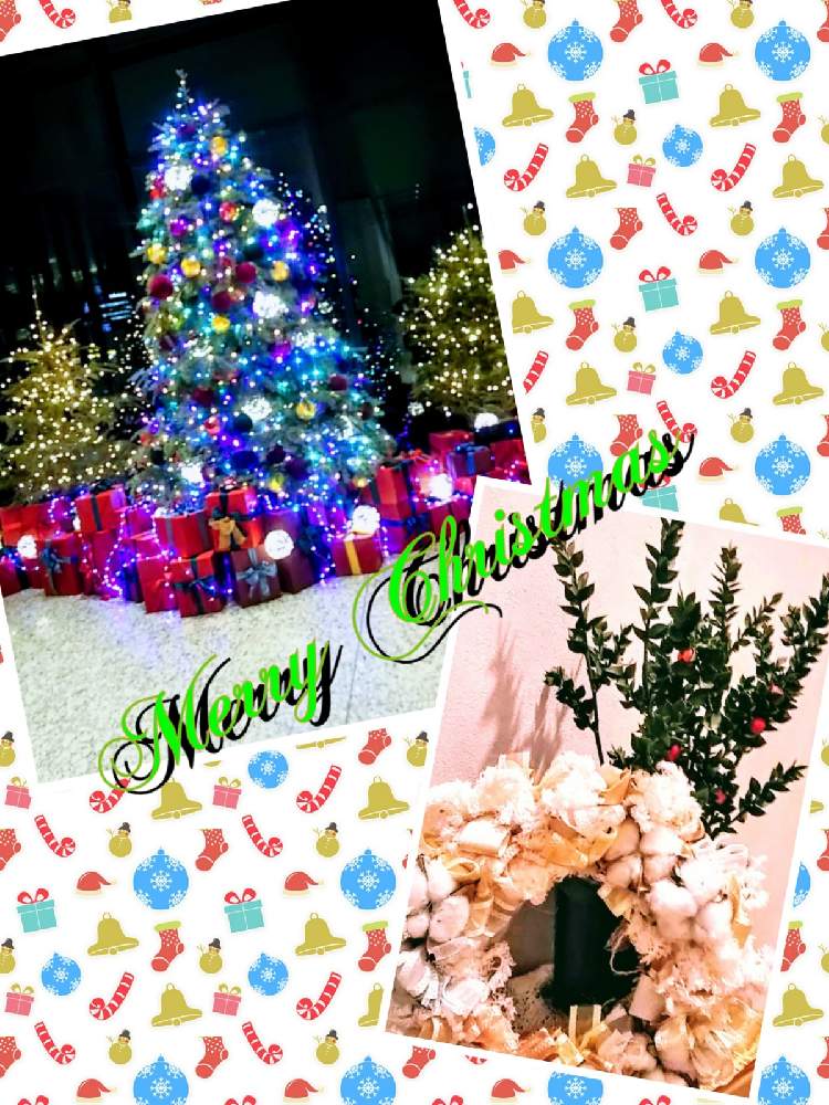 階段/廊下の画像 by 南の風さん | 階段/廊下ともみの木とルスカスと クリスマスリースと手作りと池袋とクリスマスツリーとイルミネーションとルスカス!と寒さに強いとおうち園芸ともみの木。とかわいい色とクリスマスカラーとクリスマスリースとワークショップ