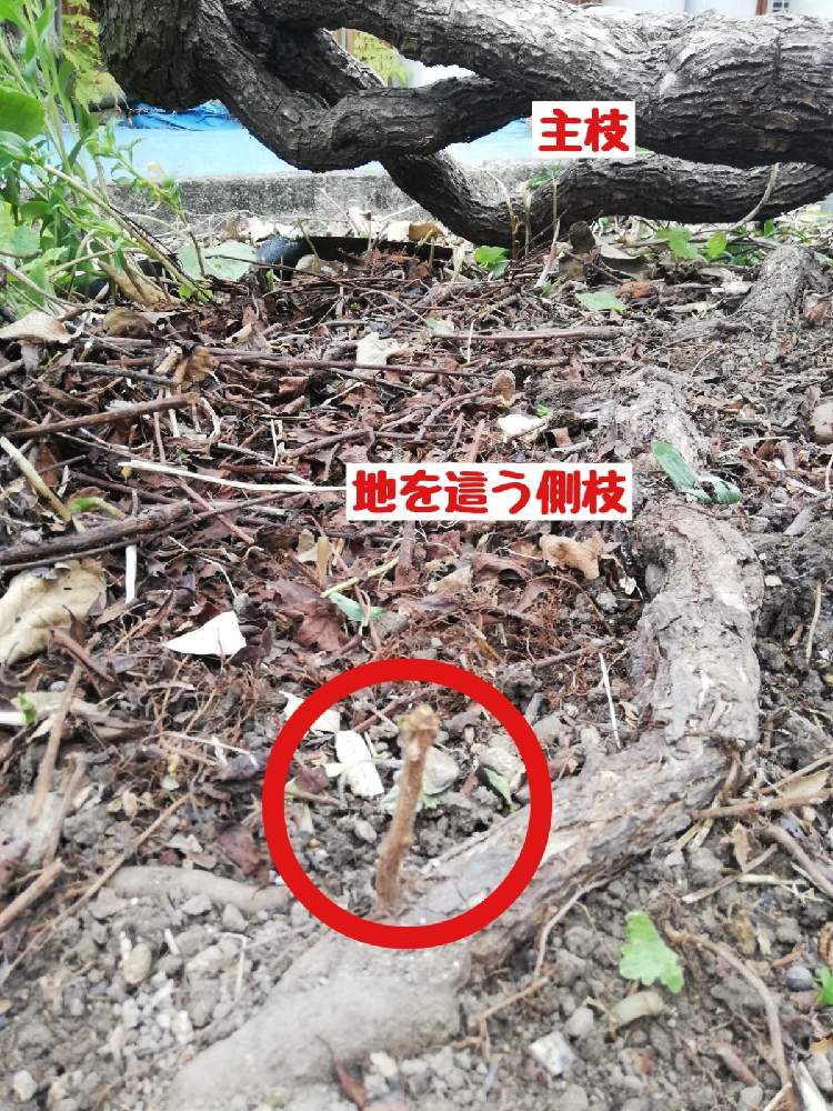 畑の画像 by ワイルドガーデンさん | 畑とキウイフルーツ ヘイワードと家庭果樹と家庭菜園奮闘日記とおうちde菜園とあつまれ果樹の森