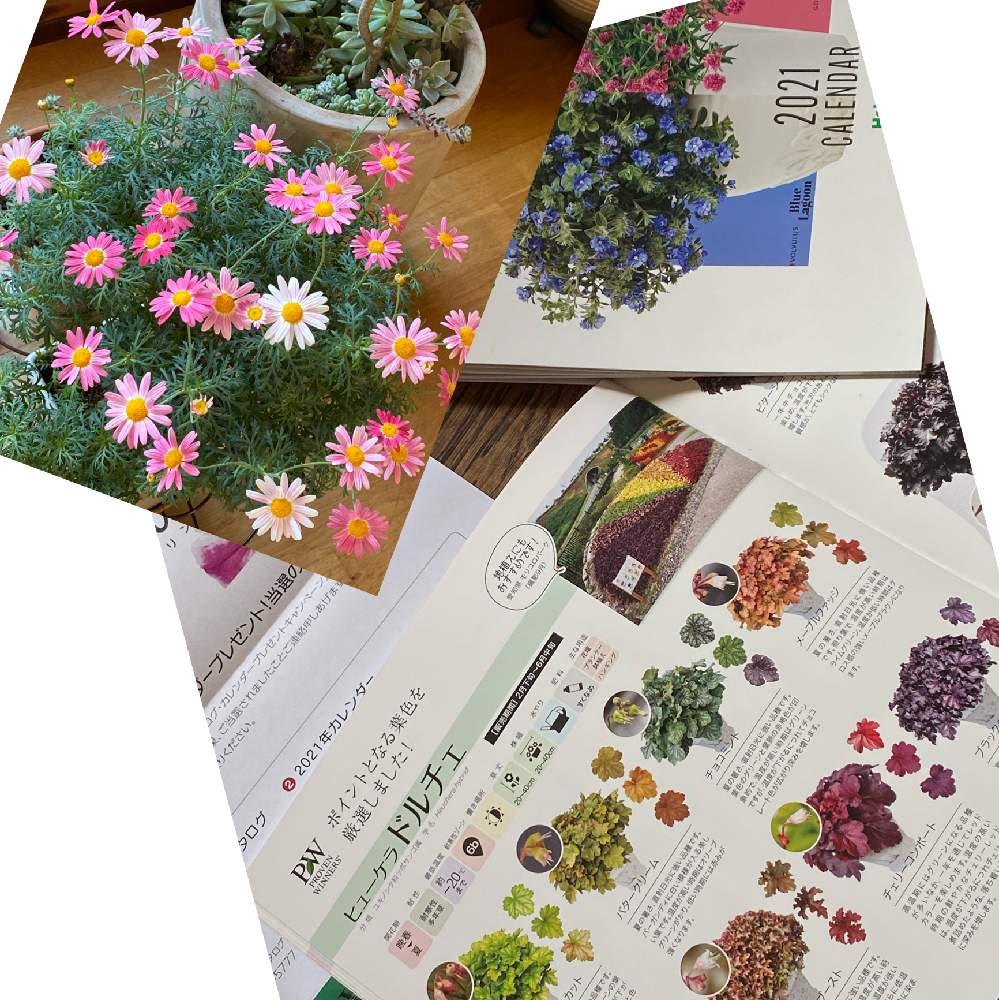 部屋の画像 by Mayさん | 部屋とハクサンとマーガレット・ストロベリーホイップとPWとピンクの花と花のある暮らしとおうち園芸