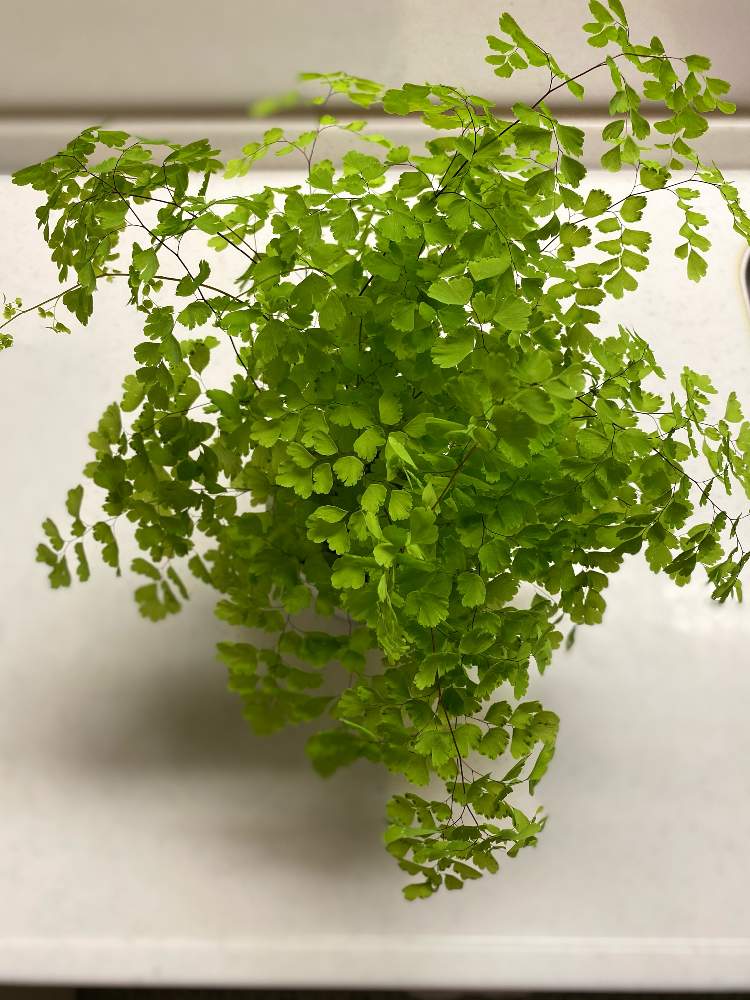 の画像 by mikiteyさん | アジアンタムとおうち園芸とキッチンカウンターと小さなはなと観葉植物がスキと緑のなかに癒し有り