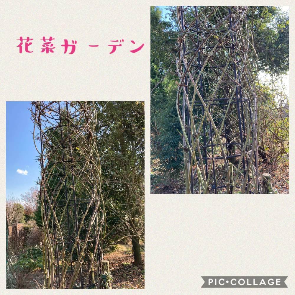 お出かけ先の画像 by 撫子さん | お出かけ先と冬のバラとバラ誘引とバラ・ピエールドゥロンサールとバラ剪定とオベリスク誘引と群星 バラ