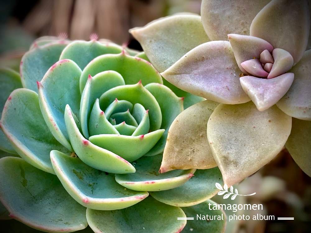 の画像 by tamagomen. nara.1964さん | 植物観察日記と多肉植物とiPhone11ProMaxと薄氷*とところにより曇りとハクヒョウと気温2℃とエケベリア*と奈良県奈良市