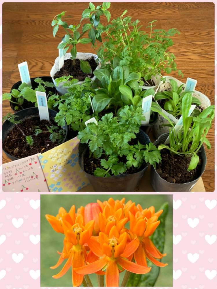 の画像 by まっしゅさん | 長野県とアスクレピアス 宿根パンヤとありがとうございます❤︎とおうち園芸とミニマさん❤︎