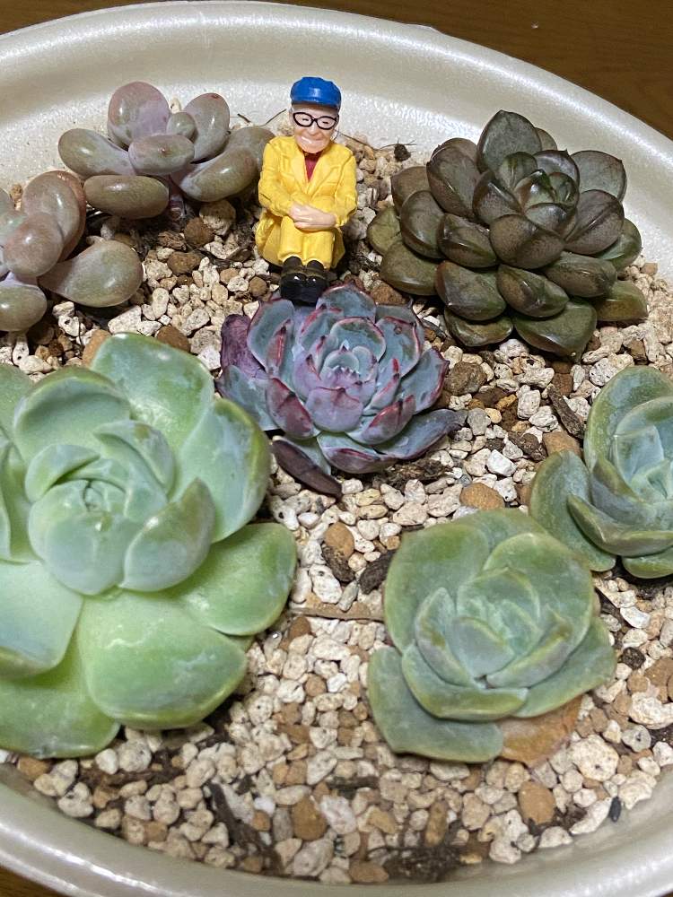 窓辺の画像 by ともさん | 窓辺と韓国苗色々と多肉植物とムツゴロウさんとみどりのある暮らしと観葉植物と植物のある暮らしと多肉のある暮らしとおうち園芸と植中毒と緑のある暮らしと大きくな〜れ!と多肉女子と記録と韓国苗と立派になってね!と可愛いと葉っぱ好き