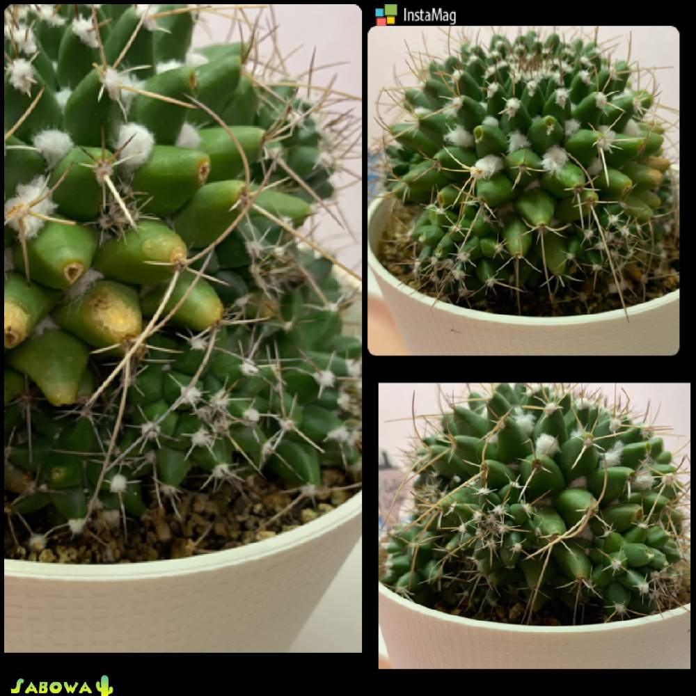 キッチンの画像 by サボワさん | キッチンとエルサムと無加工と癒やしの植物とグリーンライフ♡とお花大好き♡と生活に草花とボタニカル・ライフと美しい植物と新型コロナウィルスに負けるなと可愛いお花と綺麗なお花❤とおうち園芸とコロナに負けるな!と毎日の癒しと緑のある暮らしと多肉植物とサボテンと鉢植えと花のある暮らしと葉の美しい植物とお花のある生活と緑のある生活