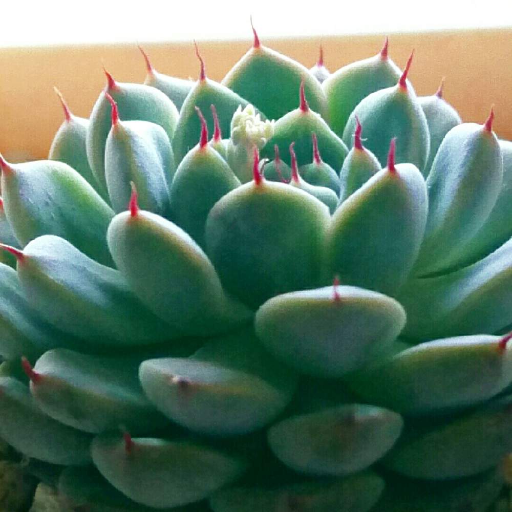 窓辺の画像 by ナギさん | 窓辺とハイマといつも、いいね!ありがとうございます(*´`)♡と多肉植物とおうち園芸とエケベリア属と癒されるとタニラーと赤い爪と鼻血が出ちゃう♡と記録用と多肉植物 多肉の有るくらし