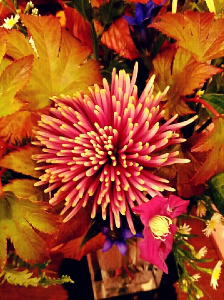 お出かけ先の画像 by ⭐CB1⭐さん | お出かけ先と菊 チスパと兎に角ゴイス❗と植物と言えば・・・と☆てるてるお天気〜☆とGS映えと屋敷住まいとその後・・・と⭐ cheers⭐とbreakfast, lunch, teatime and supperと魔除け用とgreen & tea timeと花のある暮らしとGSアダルトチームとGSアダルト チーム