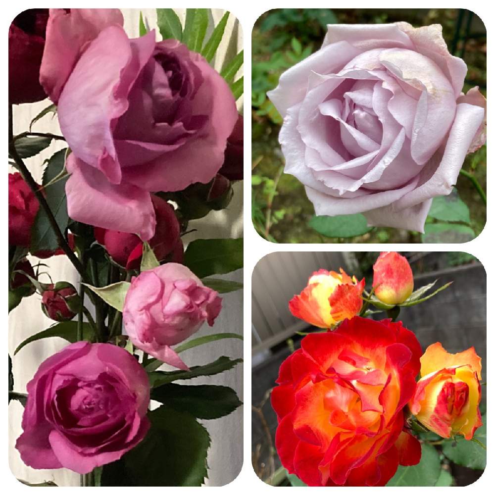小さな庭の画像 by まぁ!さん | 小さな庭とバラと薔薇に魅せられてと花のある暮らしと素敵色とおうち園芸