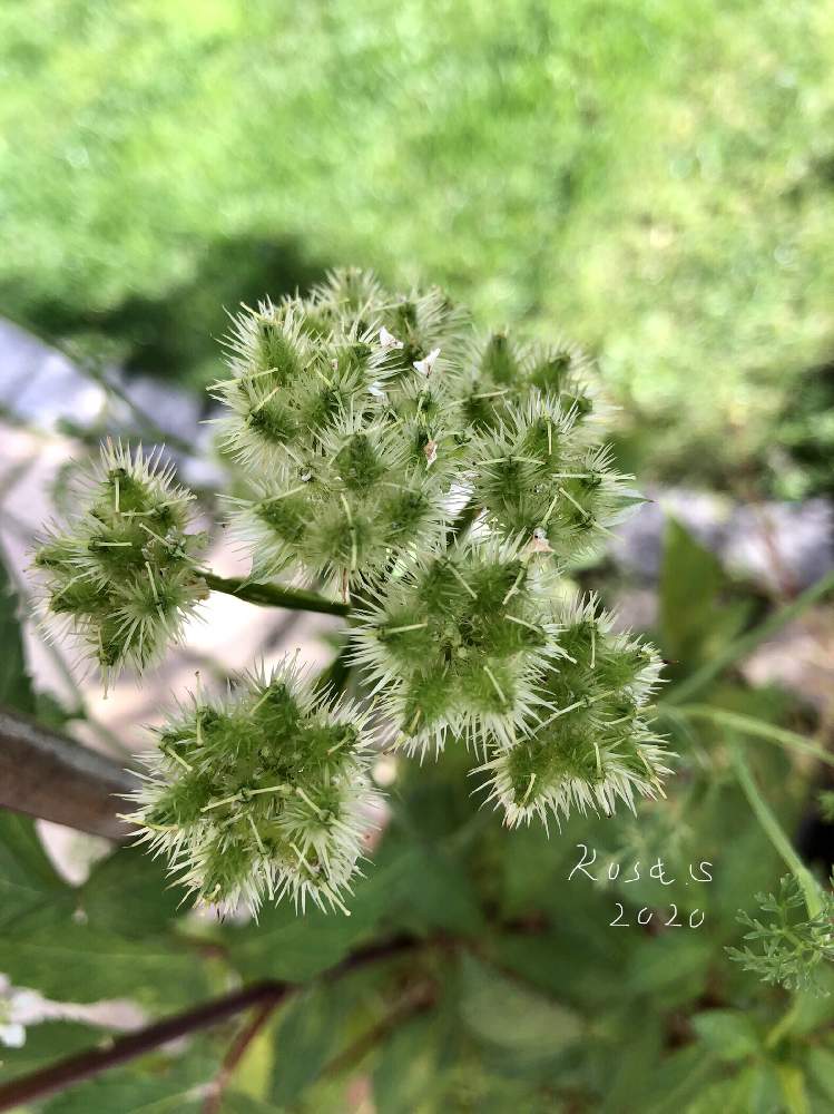 小さな庭の画像 by rosa sさん | 小さな庭とオルラヤと花のある暮らしと北海道と蔵出しpicとつぶつぶの日とけーpic祭