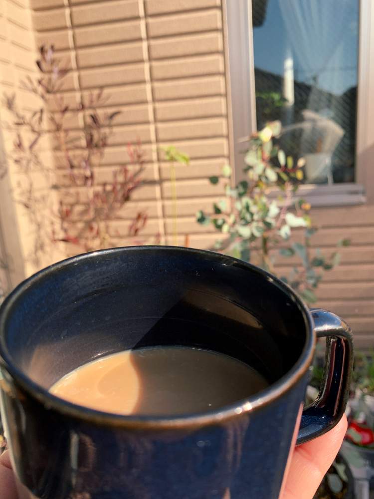 の画像 by ママ子さん | ドドナエアとユーカリポポラスとカフェオレといつものコーヒー。ファンとはっぱを楽しむと冬のボタニカルライフとナチュラルガーデンとおうち園芸と丸山珈琲と日光浴とオージープランツ