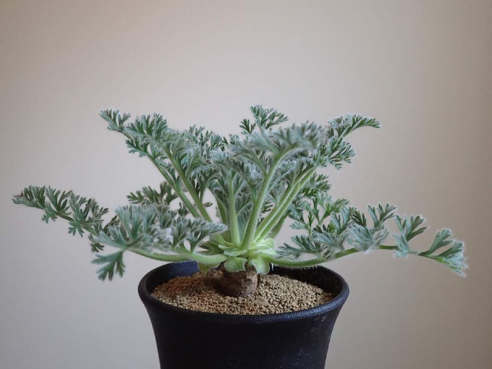 の画像 by JBさん | ペラルゴニウムとペラルゴニウム・アッペンディクラツムとpelargoniumappendiculatum